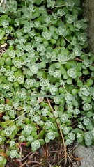 Sedum spathulifolium