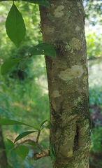 Phytomyza ilicis group