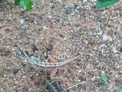 Sitana