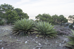 Agave gentryi