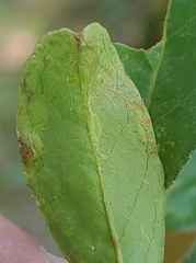 Phytomyza ilicis group