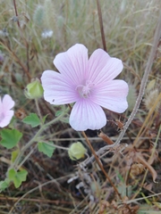 Malva hispanica
