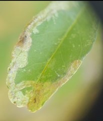 Phytomyza ilicis group