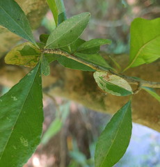Phytomyza ilicis group