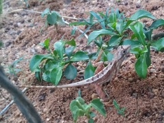 Sitana
