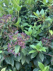 Viburnum tinus