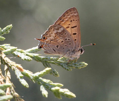 Tharsalea arota nubila