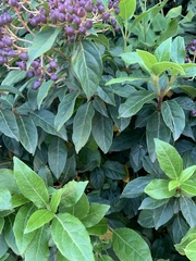 Viburnum tinus