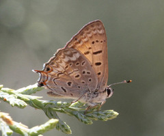 Tharsalea arota nubila