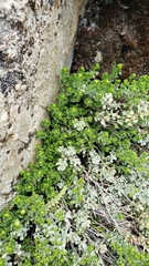Ericameria cuneata cuneata