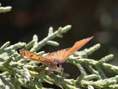 Tharsalea arota nubila