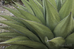 Agave gentryi