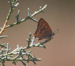 Tharsalea arota nubila