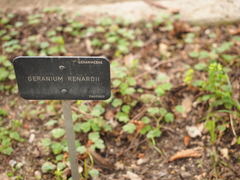 Geranium renardii