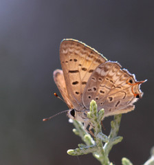 Tharsalea arota nubila