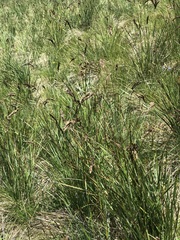 Festuca paniculata