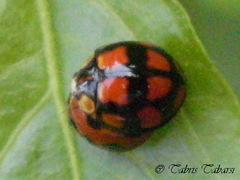Coccinellidae