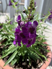 Angelonia angustifolia