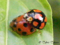 Coccinellidae