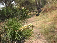 Pinus cembroides