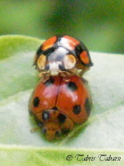 Coccinellidae