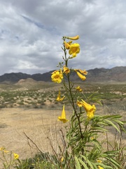 Tecoma stans angustata