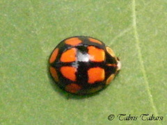 Coccinellidae