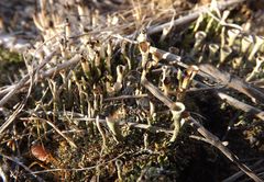 Cladonia foliacea