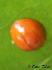 Coccinellidae
