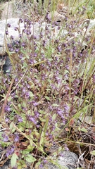 Phacelia quickii