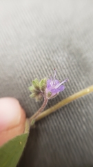 Phacelia quickii
