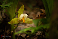 Lycaste deppei