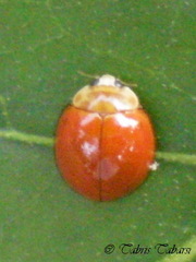 Coccinellidae