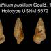 Cerithium nesioticum - Photo (c) Smithsonian Institution, National Museum of Natural History, Department of Invertebrate Zoology, some rights reserved (CC BY-NC-SA)