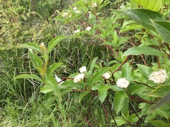 Cornus sericea occidentalis