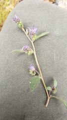 Phacelia quickii