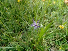 Phyteuma scheuchzeri