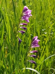 Gladiolus tenuis