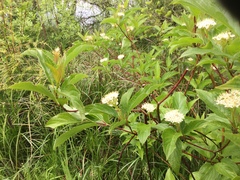 Cornus sericea occidentalis