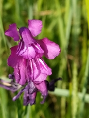 Gladiolus tenuis