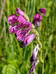 Gladiolus tenuis
