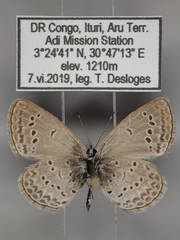 Zizina otis antanossa