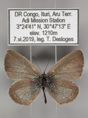 Zizina otis antanossa