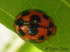 Coccinellidae