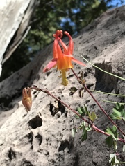 Aquilegia desertorum