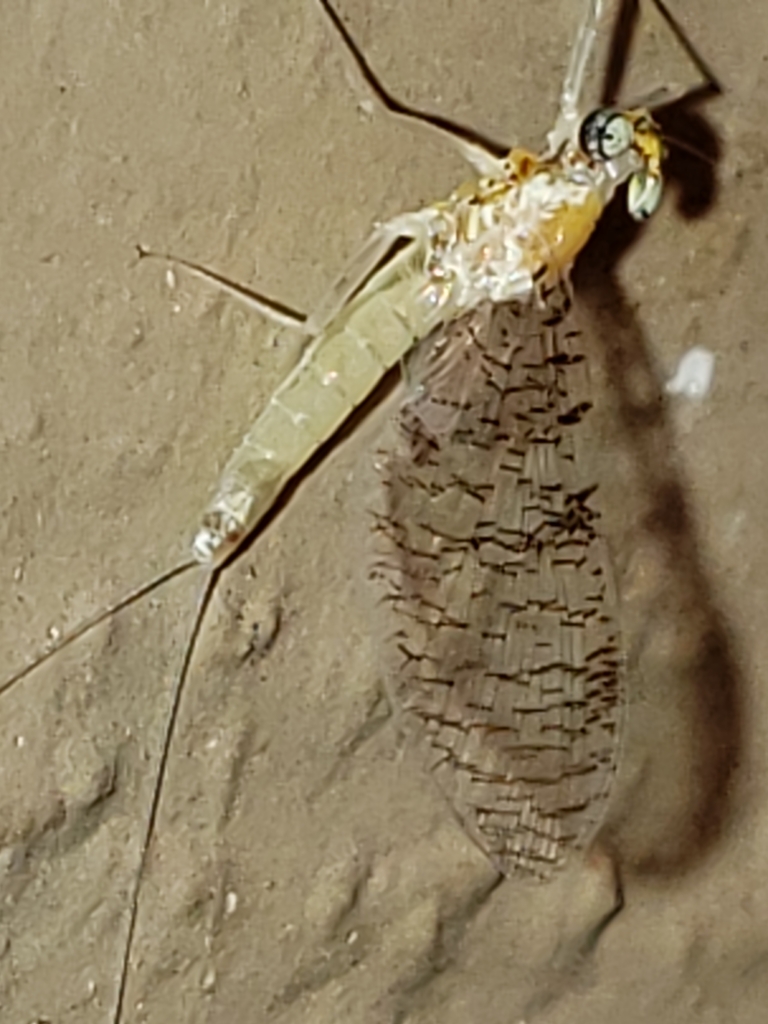 Leucrocuta maculipennis