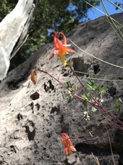 Aquilegia desertorum
