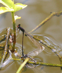 Pseudagrion hamoni