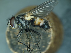 Thelaira nigripes