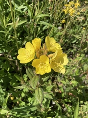 Oenothera pilosella